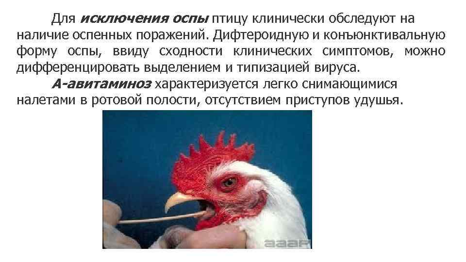 Для исключения оспы птицу клинически обследуют на наличие оспенных поражений. Дифтероидную и конъюнктивальную форму