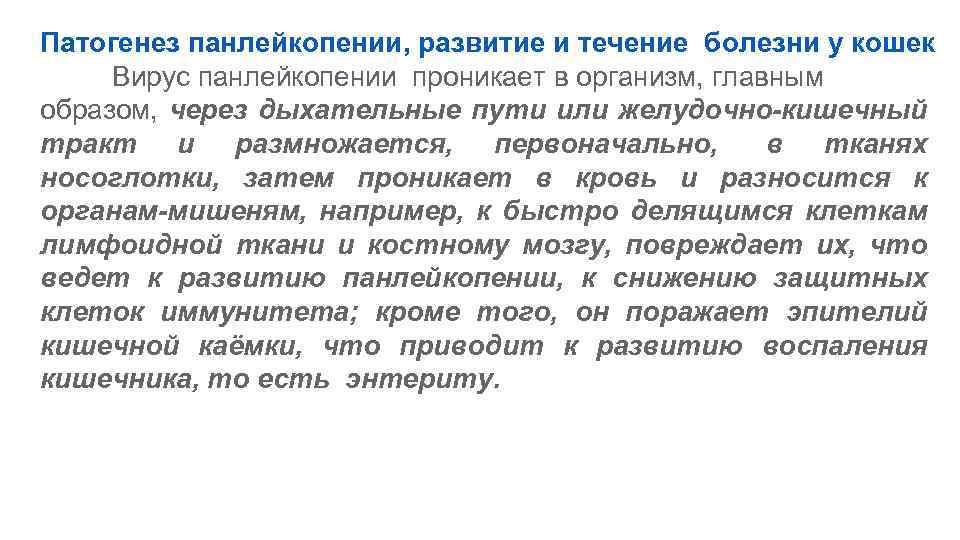 Патогенез панлейкопении, развитие и течение болезни у кошек Вирус панлейкопении проникает в организм, главным