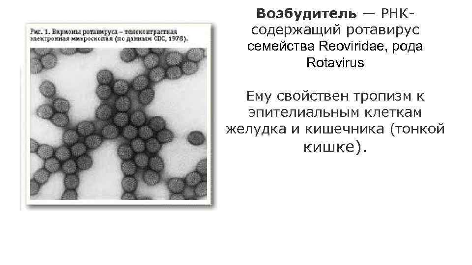 Возбудитель — РНКсодержащий ротавирус семейства Reoviridae, рода Rotavirus Ему свойствен тропизм к эпителиальным клеткам