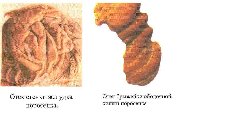 Отек стенки желудка поросенка. Отек брыжейки ободочной кишки поросенка 