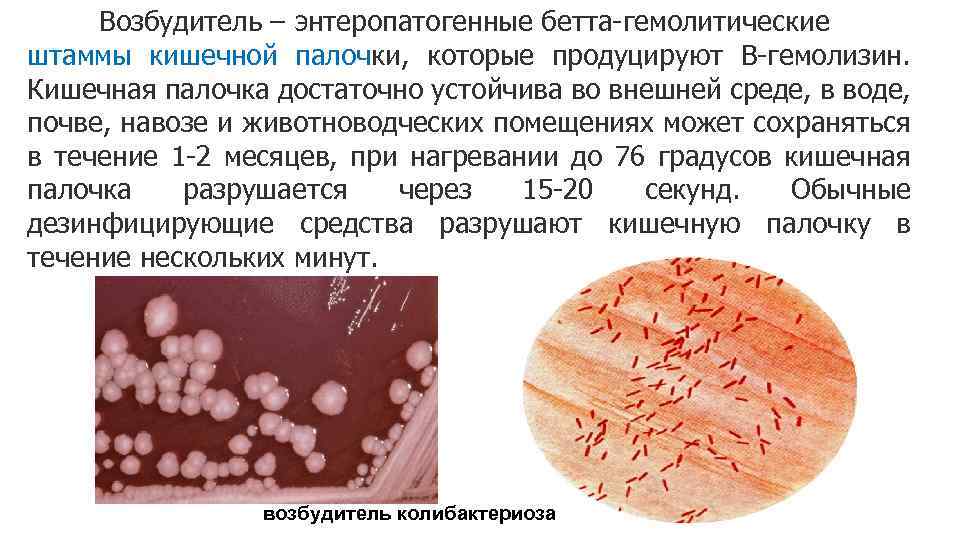 Возбудитель – энтеропатогенные бетта-гемолитические штаммы кишечной палочки, которые продуцируют В-гемолизин. Кишечная палочка достаточно устойчива