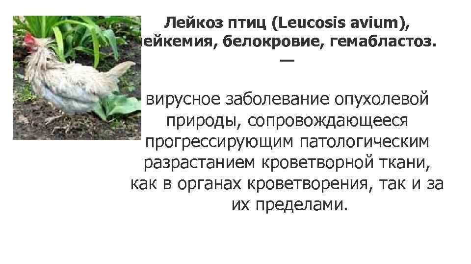Лейкоз птиц (Leucosis avium), лейкемия, белокровие, гемабластоз. — вирусное заболевание опухолевой природы, сопровождающееся прогрессирующим