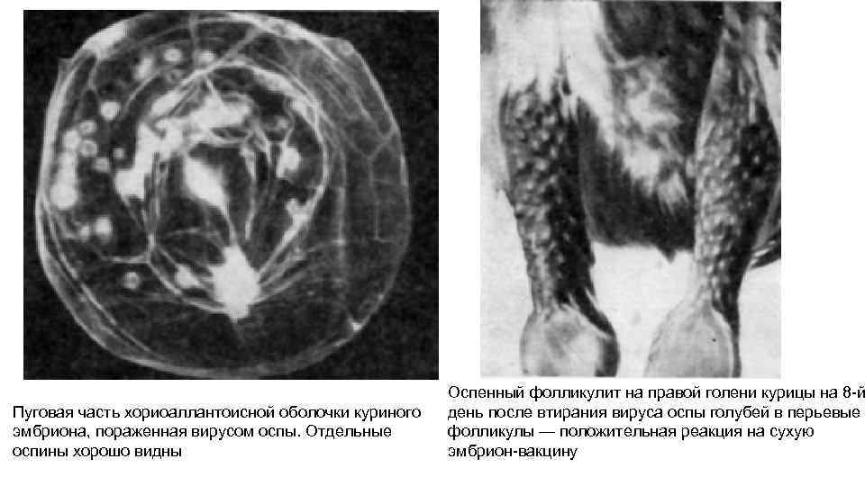 Вирусные болезни птиц презентация