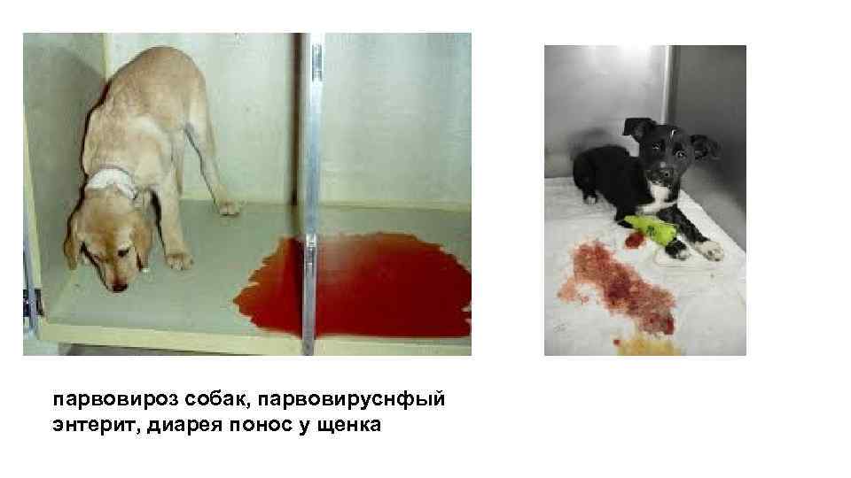 парвовироз собак, парвовируснфый энтерит, диарея понос у щенка 