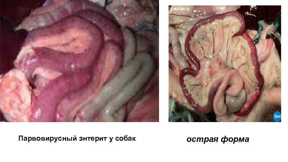 Парвовирусный энтерит у собак острая форма 
