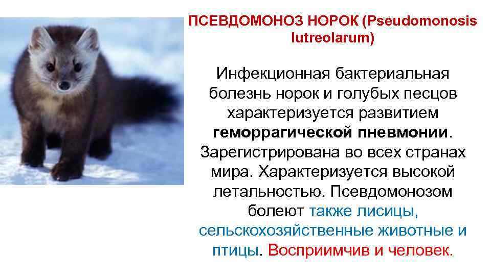 ПСЕВДОМОНОЗ НОРОК (Pseudomonosis lutreolarum) Инфекционная бактериальная болезнь норок и голубых песцов характеризуется развитием геморрагической