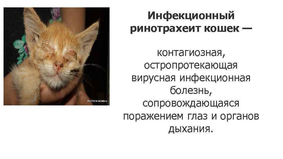Лечение ринотрахеита у кошек схема лечения