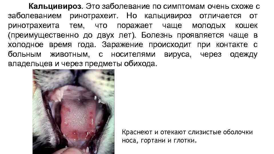 Кальцивироз. Это заболевание по симптомам очень схоже с заболеванием ринотрахеит. Но кальцивироз отличается от