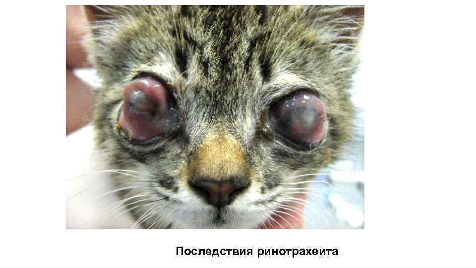 Последствия ринотрахеита 