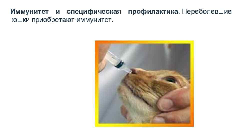 Иммунитет и специфическая профилактика. Переболевшие кошки приобретают иммунитет. 