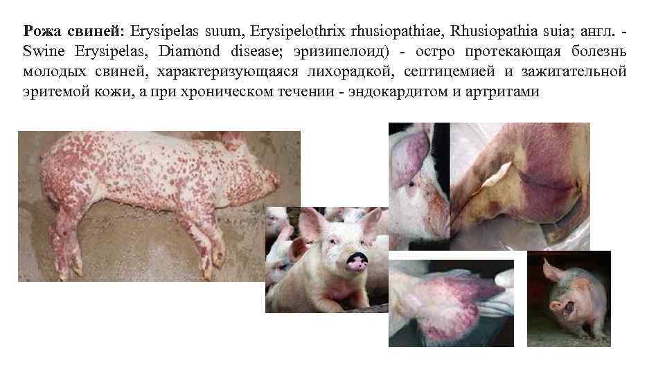 Рожа свиней: Erysipelas suum, Erysipelothrix rhusiopathiae, Rhusiopathia suia; англ. Swine Erysipelas, Diamond disease; эризипелоид)