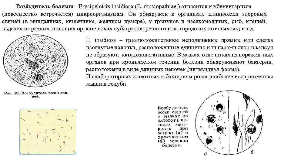 Возбудитель болезни. Рожа свиней микробиология. Лабораторная диагностика рожи свиней. Возбудитель рожи свиней таксономия. Антигенная структура рожи свиней.