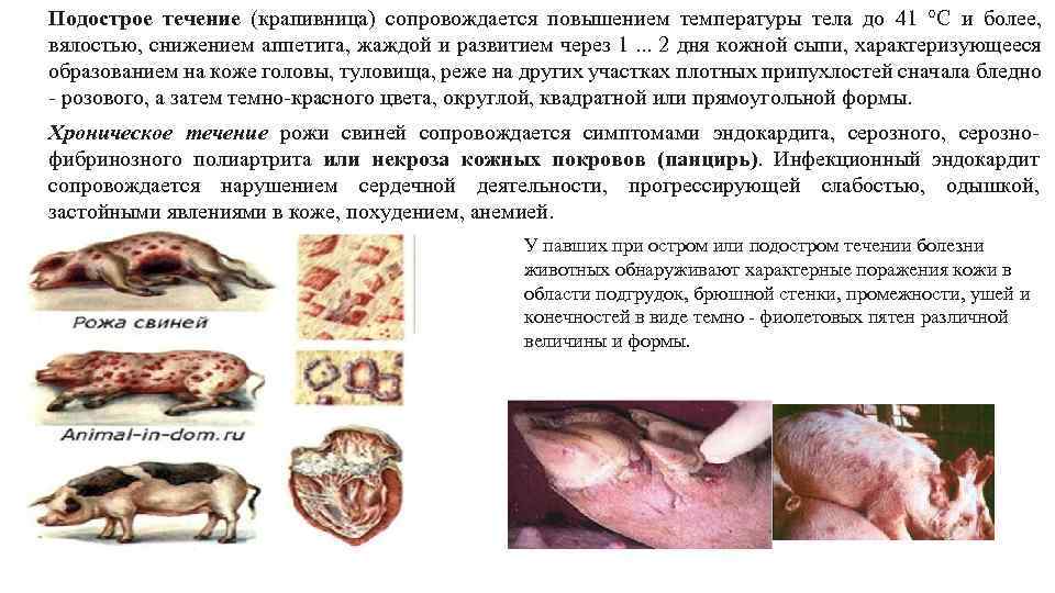 Подострое течение (крапивница) сопровождается повышением температуры тела до 41 °С и более, вялостью, снижением