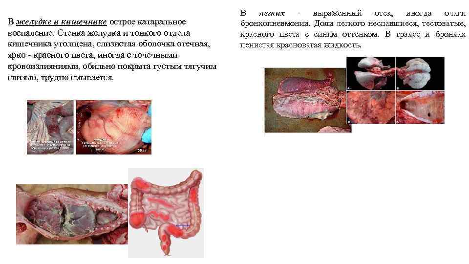 В желудке и кишечнике острое катаральное воспаление. Стенка желудка и тонкого отдела кишечника утолщена,
