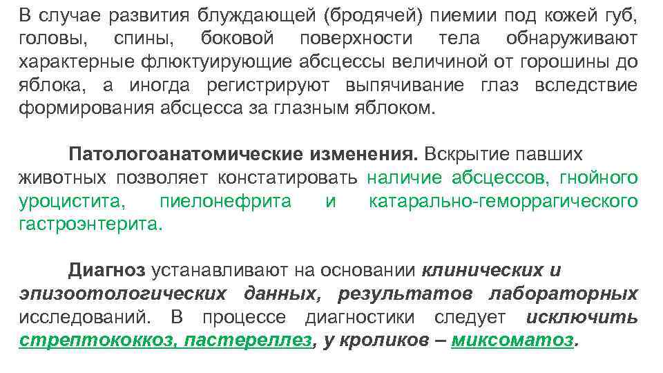 В случае развития блуждающей (бродячей) пиемии под кожей губ, головы, спины, боковой поверхности тела