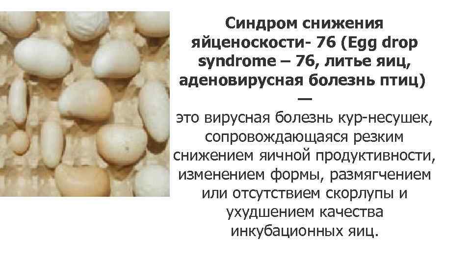 Синдром снижения яйценоскости- 76 (Egg drop syndrome – 76, литье яиц, аденовирусная болезнь птиц)