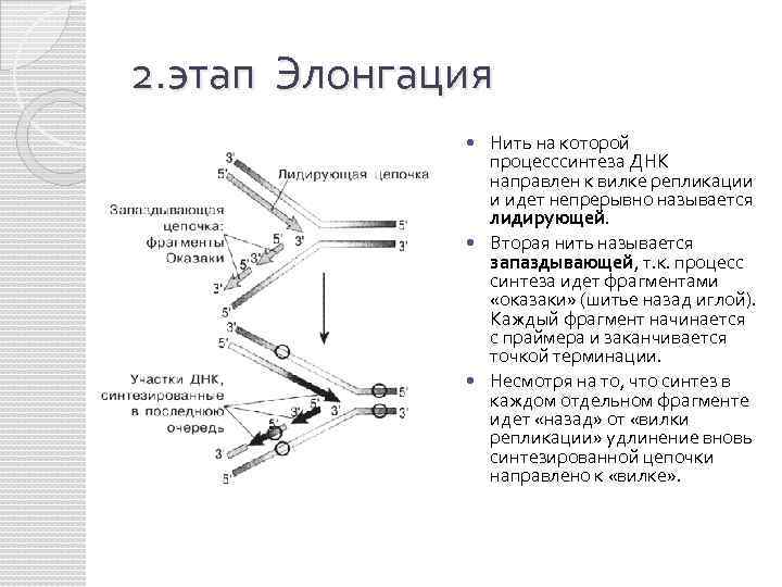 Схема транскрипции днк