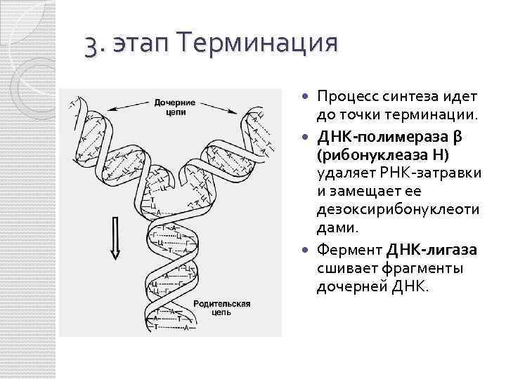 Фермент днк лигаза