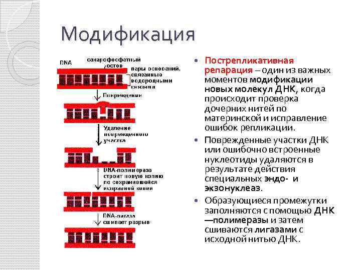 Модификация Пострепликативная репарация – один из важных моментов модификации новых молекул ДНК, когда происходит