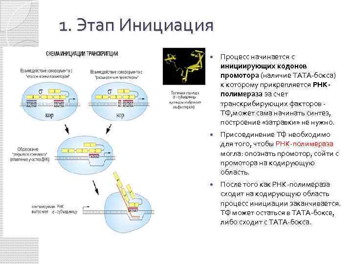 Инициация синтез. Инициация репликации начинается с. Инициация синтеза ДНК начинается с синтеза:. Процесс инициации ДНК. Прикрепление РНК полимеразы к ДНК.