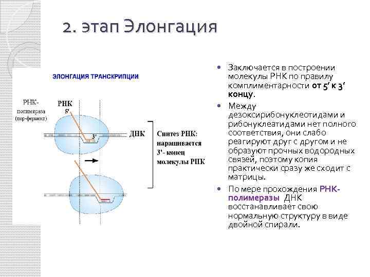 2. этап Элонгация Заключается в построении молекулы РНК по правилу комплиментарности от 5’ к