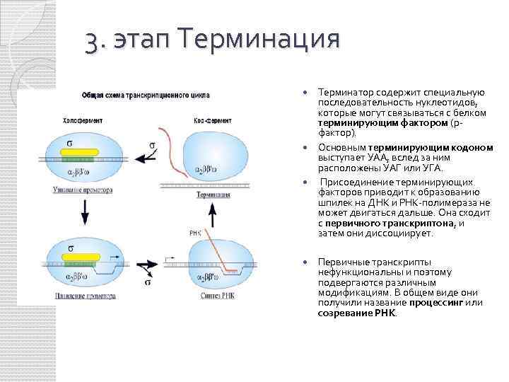 3. этап Терминация Терминатор содержит специальную последовательность нуклеотидов, которые могут связываться с белком терминирующим