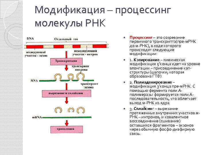 Схема процессинга РНК. Этапы формирования РНК. Этапы созревание и РНК эукариот.
