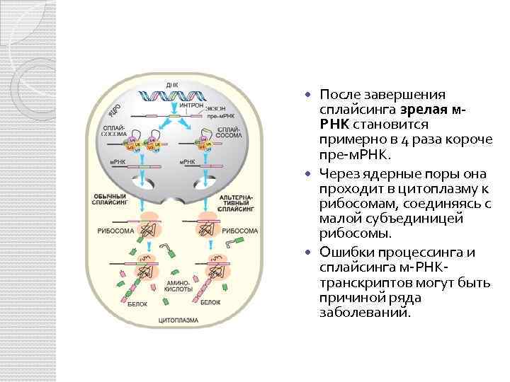 Биосинтез мрнк