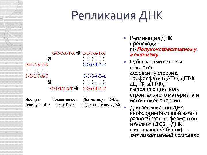 Репликация днк происходит в