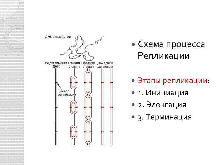 Инициация днк. Этапы репликации ДНК инициация элонгация терминация. Стадия терминации репликации ДНК. Терминация репликации схема. Элонгация ДНК схема.