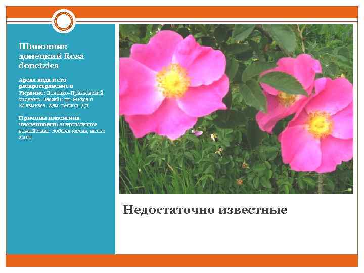 Шиповник донецкий Rosa donetzica Ареал вида и его распространение в Украине: Донецко-Приазовский эндемик. Бассейн