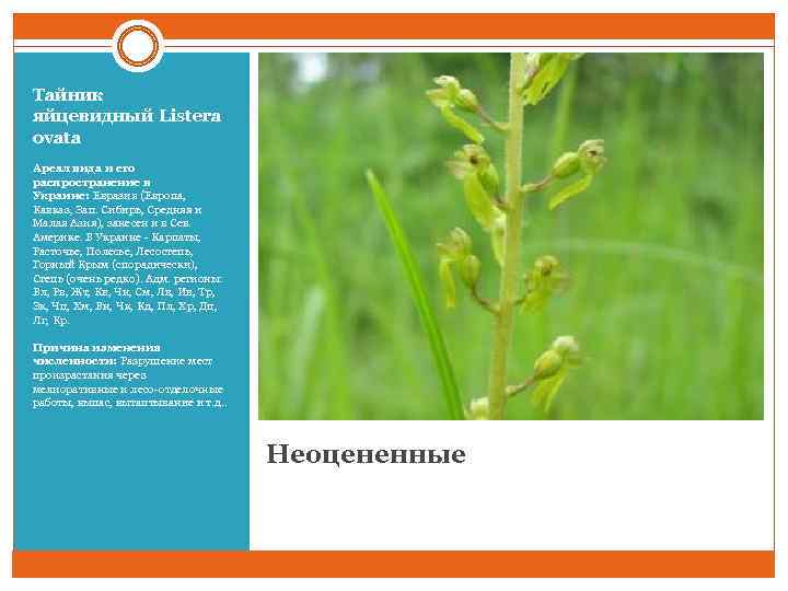 Тайник яйцевидный Listera ovata Ареал вида и его распространение в Украине: Евразия (Европа, Кавказ,