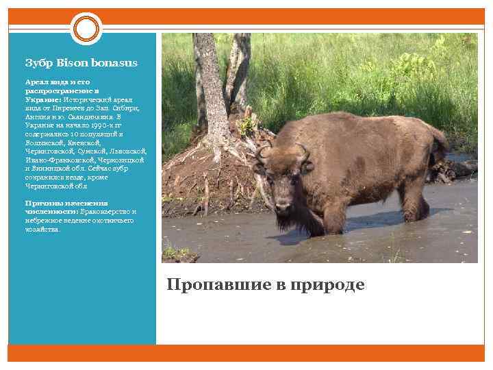 Зубр Bison bonasus Ареал вида и его распространение в Украине: Исторический ареал вида от