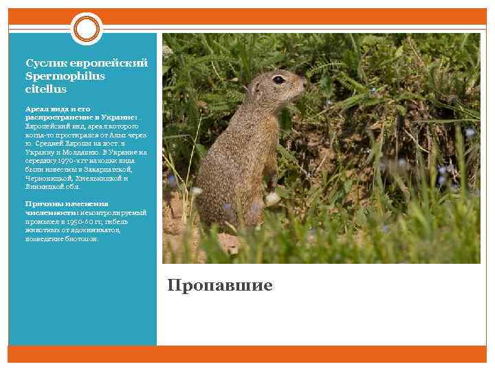 Суслик европейский Spermophilus citellus Ареал вида и его распространение в Украине: . Европейский вид,