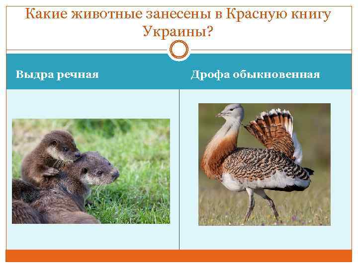 Какие животные занесены в Красную книгу Украины? Выдра речная Дрофа обыкновенная 