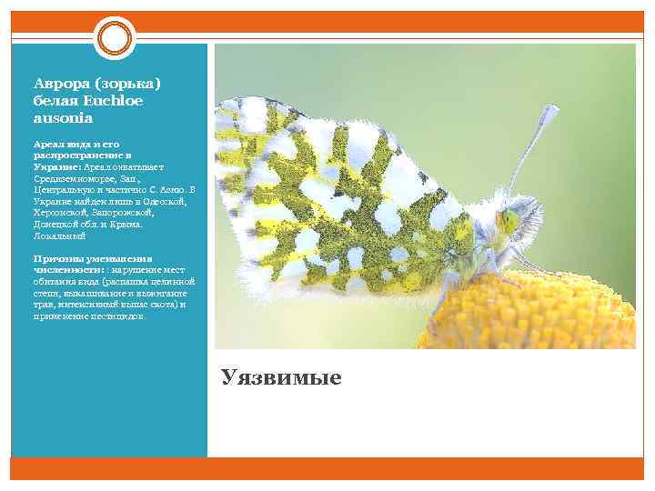 Аврора (зорька) белая Euchloe ausonia Ареал вида и его распространение в Украине: Ареал охватывает