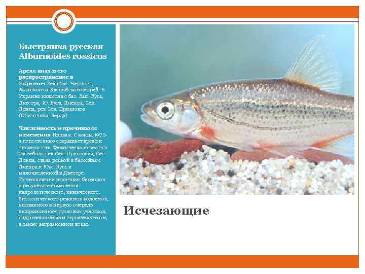Быстрянка русская Alburnoides rossicus Ареал вида и его распространение в Украине: Реки бас. Черного,