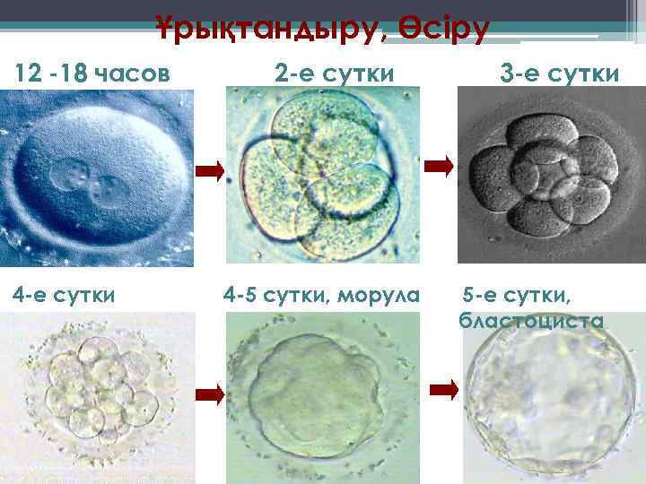 Ұрықтандыру, Өсіру 12 -18 часов 4 -е сутки 2 -е сутки 4 -5 сутки,