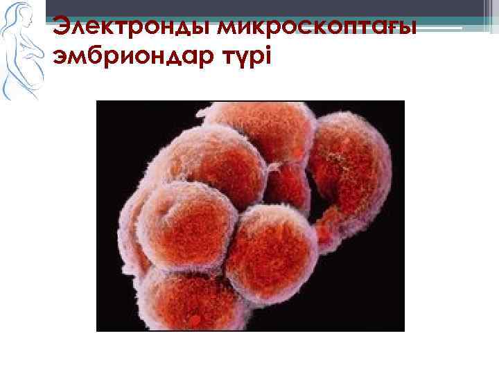 Электронды микроскоптағы эмбриондар түрі 