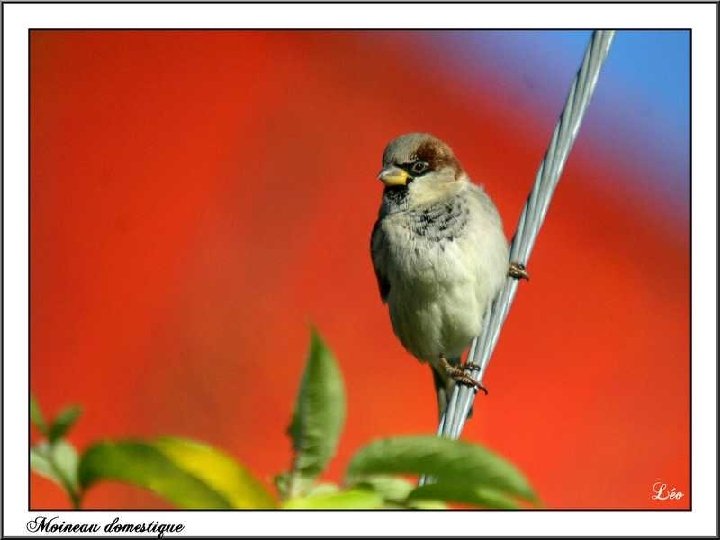 + L'amor del Senyor envers el seu poble i la victòria que li té