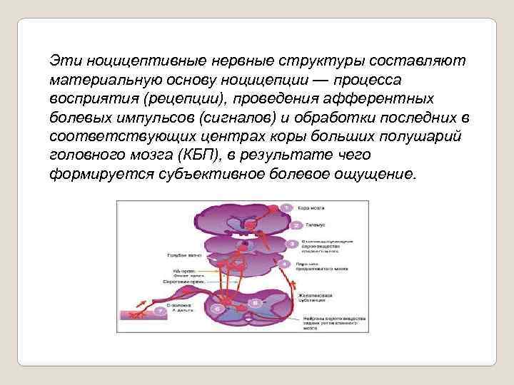 Эти ноцицептивные нервные структуры составляют материальную основу ноцицепции — процесса восприятия (рецепции), проведения афферентных
