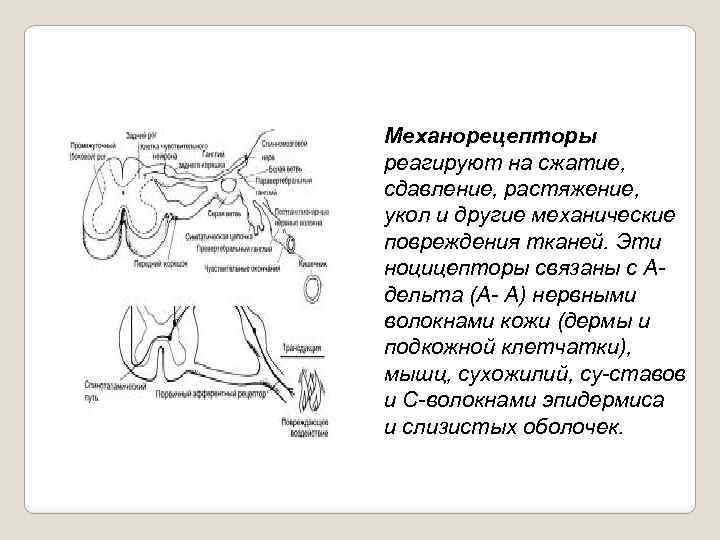 Механорецепторы реагируют на сжатие, сдавление, растяжение, укол и другие механические повреждения тканей. Эти ноцицепторы