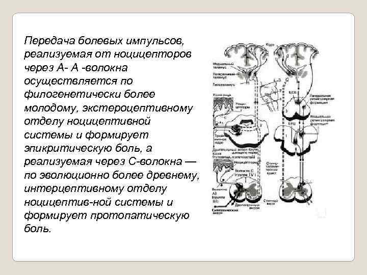 Путь передачи импульса. Эпикритическая боль проводящие пути. Схема проведения болевого импульса. Проводящие пути эпикритической боли схема. Механизм передачи болевого импульса.