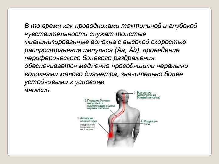 В то время как проводниками тактильной и глубокой чувствительности служат толстые миелинизированные волокна с