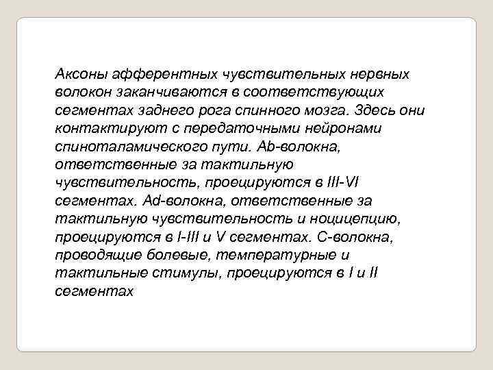 Аксоны афферентных чувствительных нервных волокон заканчиваются в соответствующих сегментах заднего рога спинного мозга. Здесь