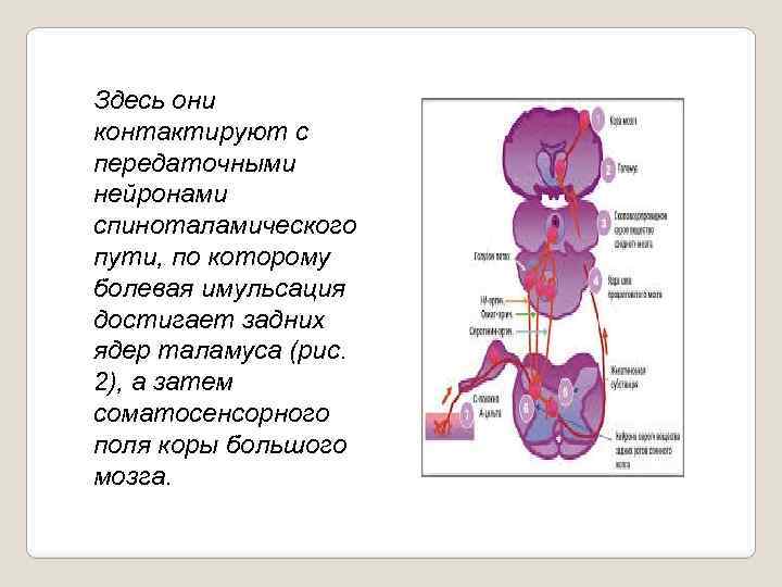 Здесь они контактируют с передаточными нейронами спиноталамического пути, по которому болевая имульсация достигает задних