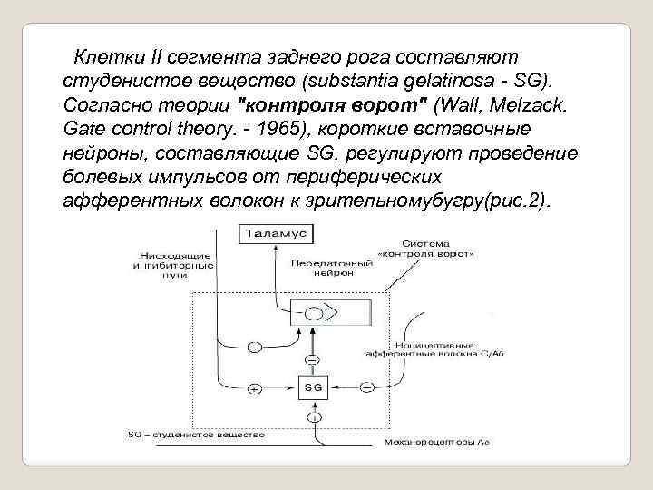  Клетки II сегмента заднего рога составляют студенистое вещество (substantia gelatinosa SG). Согласно теории