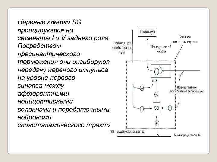 Нервные клетки SG проецируются на сегменты I и V заднего рога. Посредством пресинаптического торможения