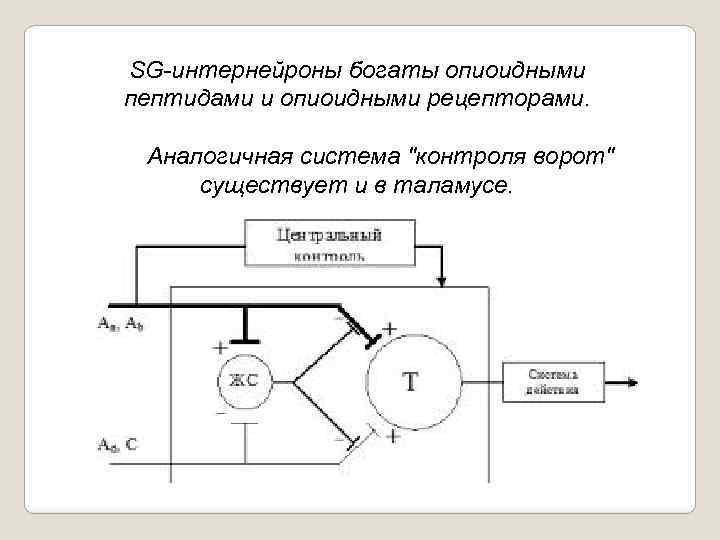 SG интернейроны богаты опиоидными пептидами и опиоидными рецепторами. Аналогичная система "контроля ворот" существует и