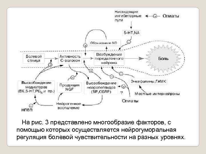  На рис. 3 представлено многообразие факторов, с помощью которых осуществляется нейрогуморальная регуляция болевой